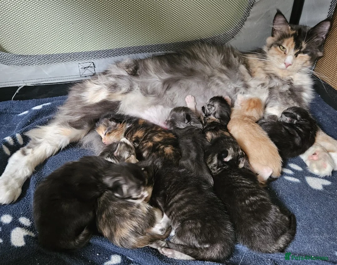 Maine Coon cats for sale: Stunning GCCF registered Maine Coon Kittens  - Advert 1
