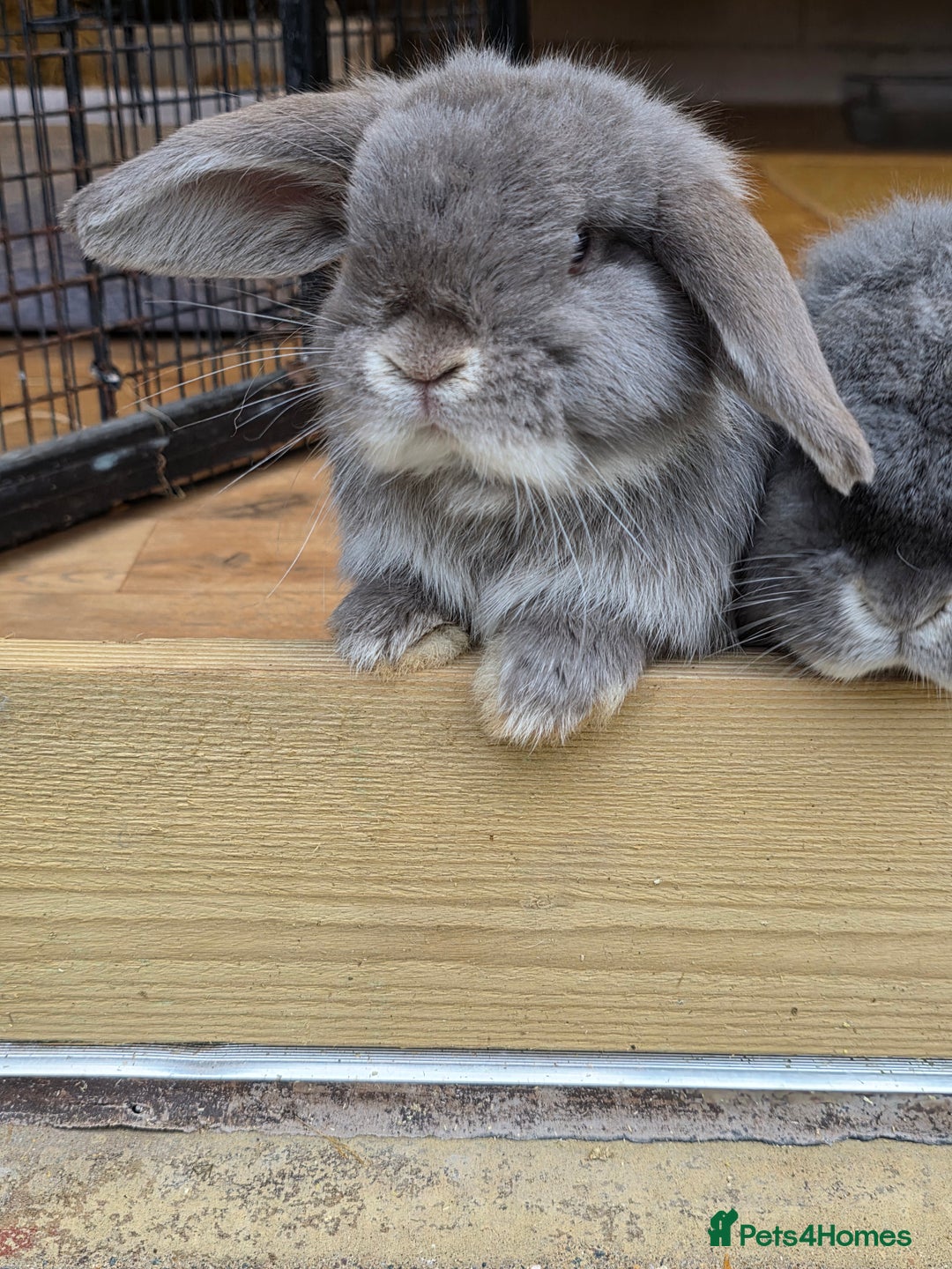 Mini Lop rabbits for sale: Two mini lops looking fir loving homes  - Advert 7