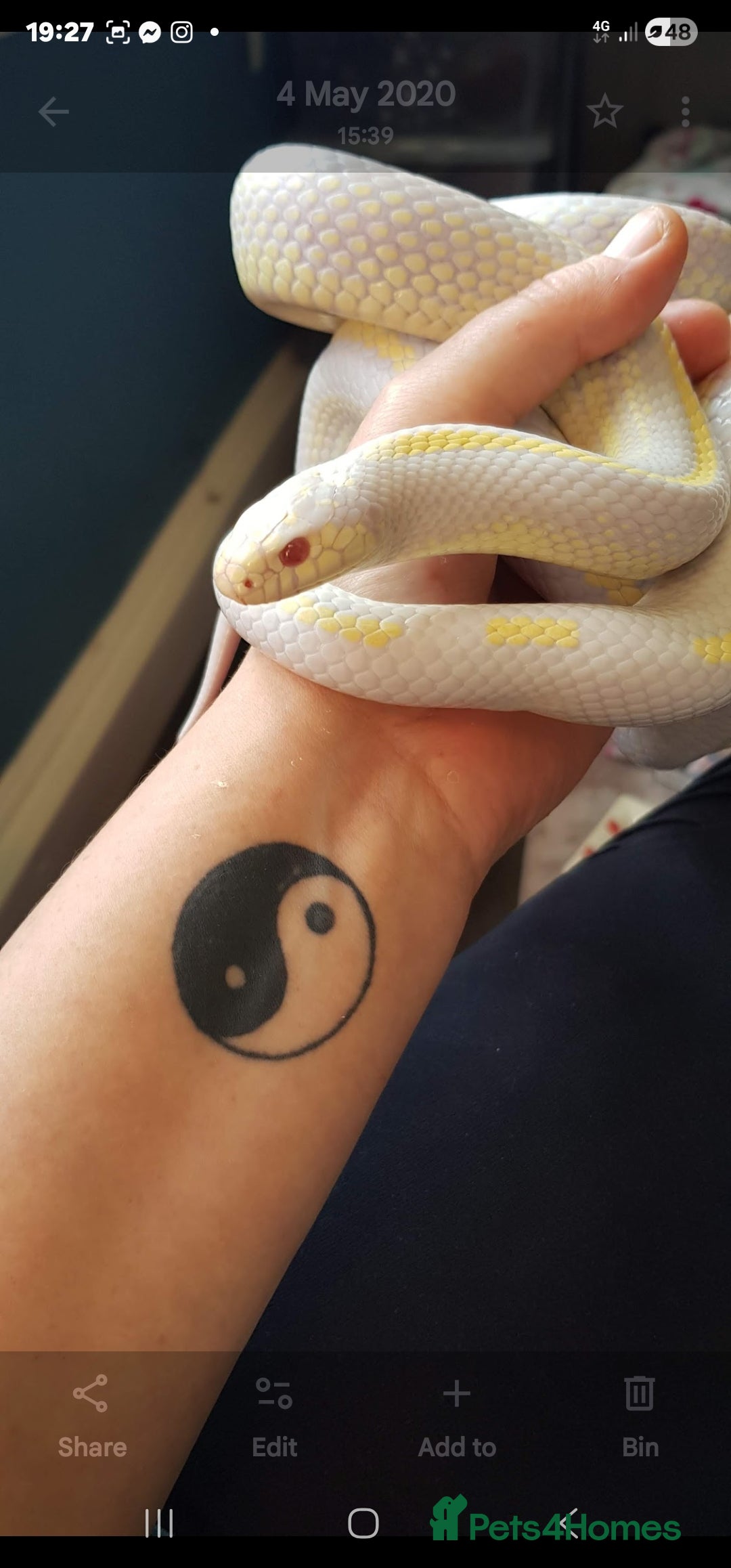 King Snake reptiles for sale: Cali kingsnake with full set up - Advert 1