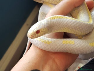 King Snake reptiles Cali kingsnake with full set up - Advert 2