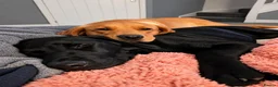 Labrador Retriever dogs for sale: Beautiful Labrador - Advert 6