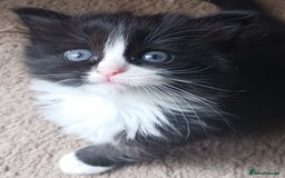Ragdoll cats for sale: CUTE SOLID RAGDOLL KITTENS  - Image 1