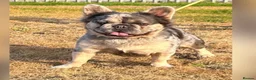 French Bulldog dogs for sale: Reduced 4 fluffy frenches both injections. - Advert 4
