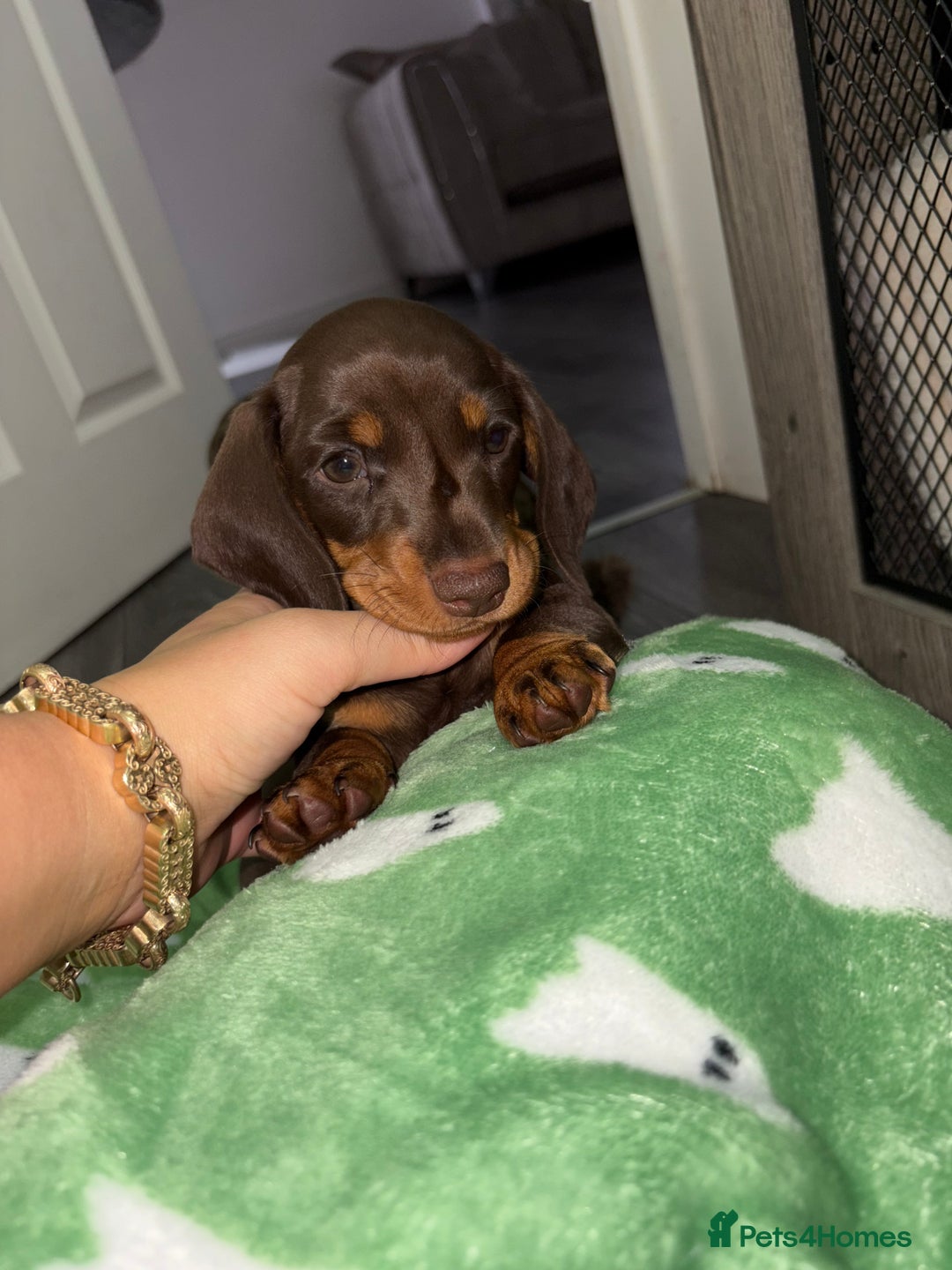 Miniature Dachshund dogs for sale: Miniature dachshund girl chocolate &tan - Advert 7