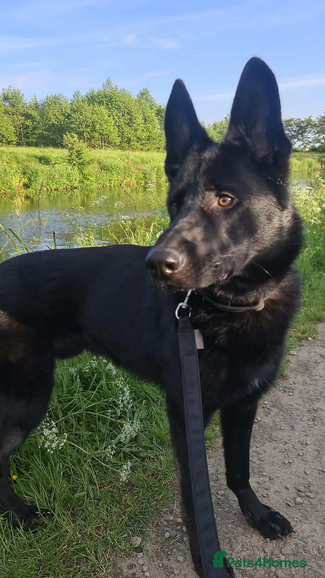 German Shepherd dogs for sale: German shepherd puppies  - Advert 7