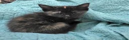 Mixed Breed cats for sale: Beautiful kittens looking for forever home - Advert 14