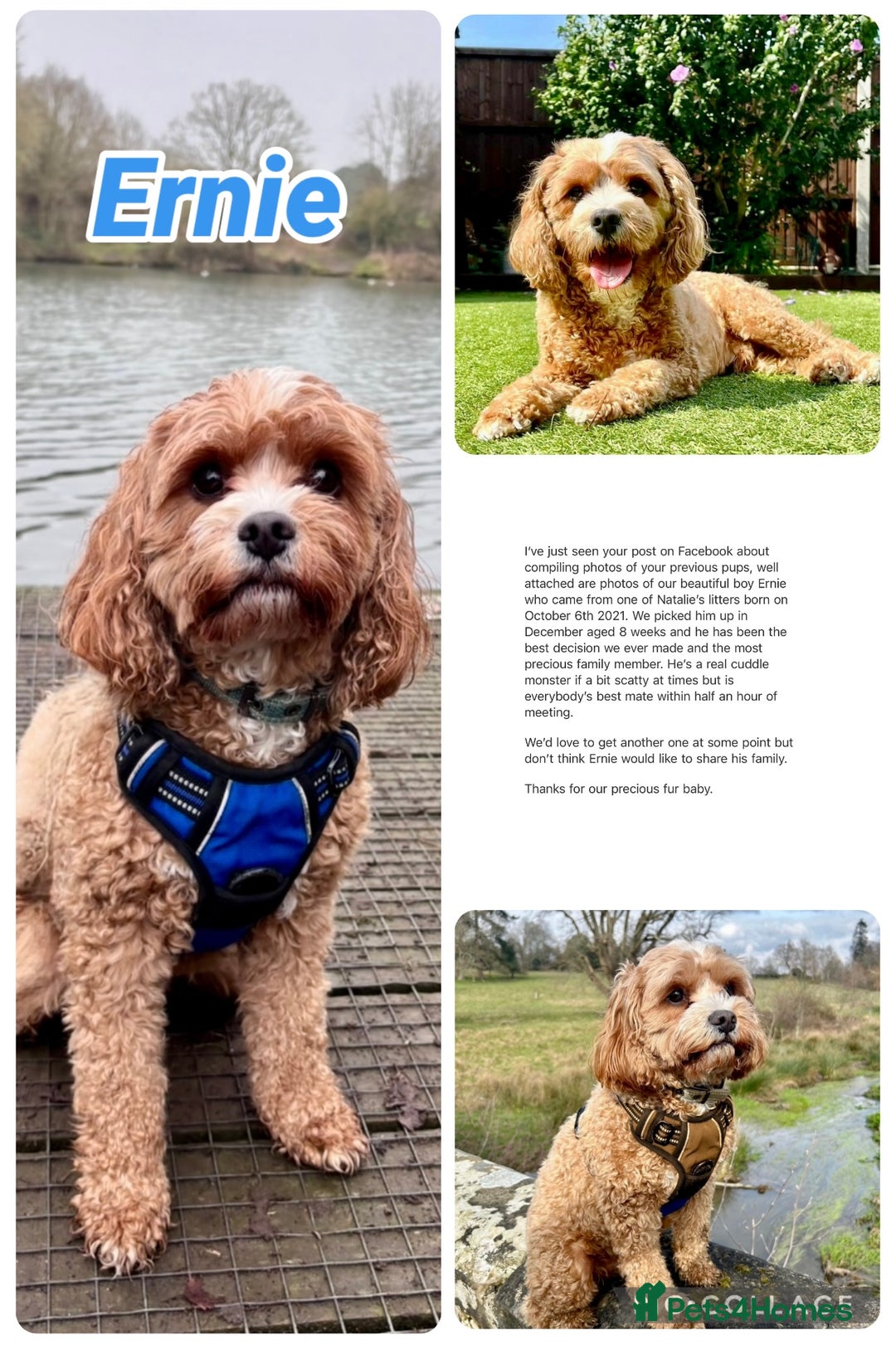 Cavapoo dogs for sale: F1 waiting list open. Heart/eye tested parents - Image 5