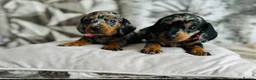Miniature Dachshund dogs for sale: Very beautiful miniature dachshund puppies in Harlow - Advert 2