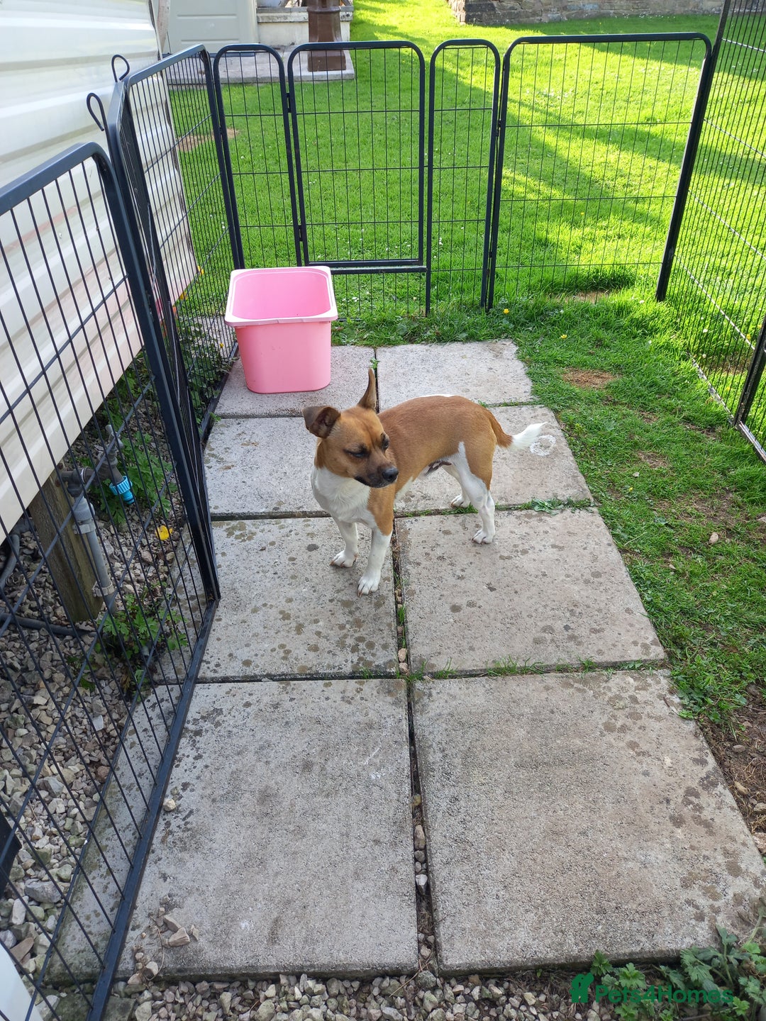 Jack Russell dogs for stud: For Stud £80 - Image 3