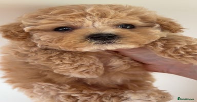 Maltipoo dogs - Advert 5