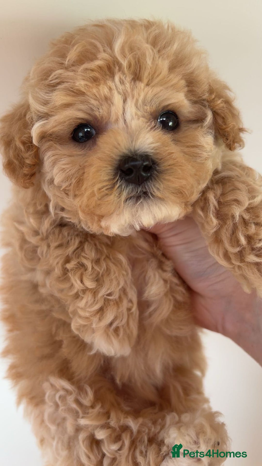 Maltipoo dogs for sale: ONLY 1 Exceptional korean maltipoo left - Image 3
