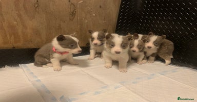 Border Collie dogs - Advert 6