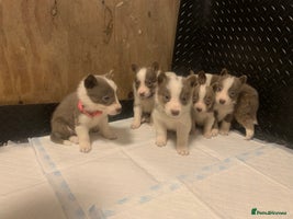 Border Collie dogs - Advert 6