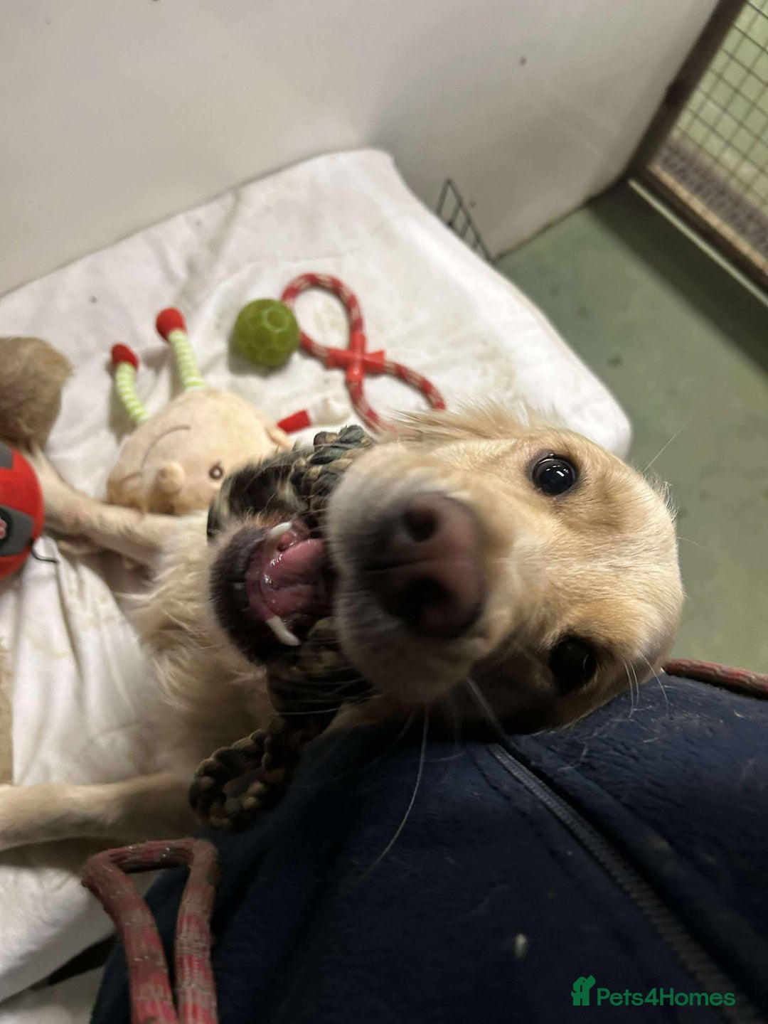 Mixed Breed dogs for adoption: CLIVE - Advert 9