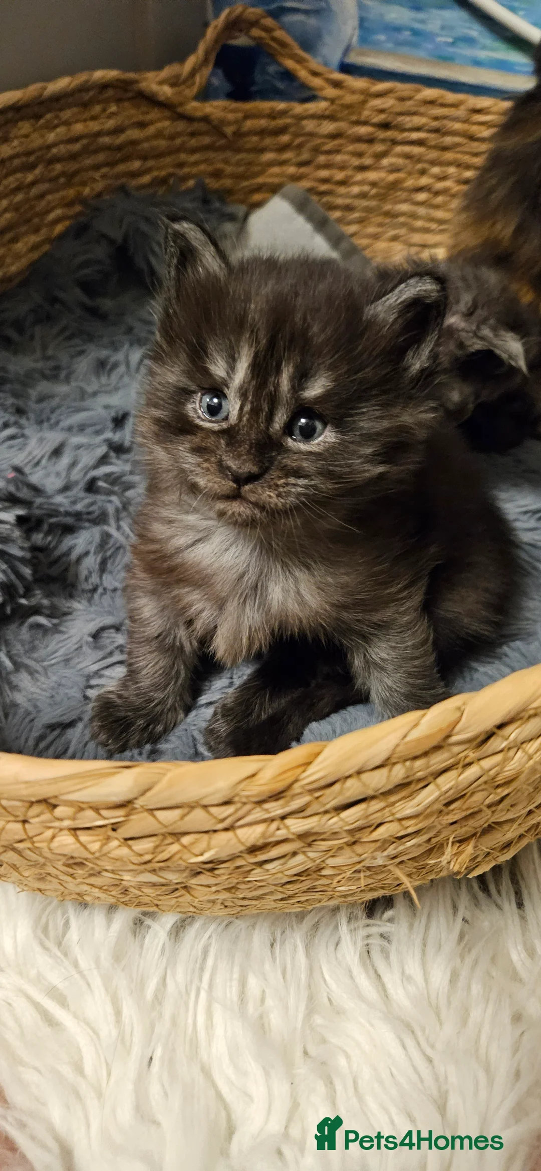 Maine Coon cats for sale: Beautiful tica registered maine coon kittens  - Advert 1