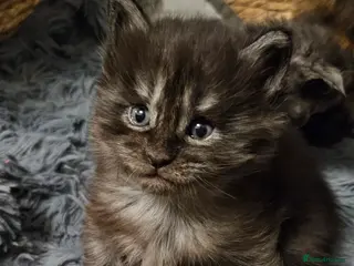 Maine Coon cats Beautiful tica registered maine coon kittens - Advert 6