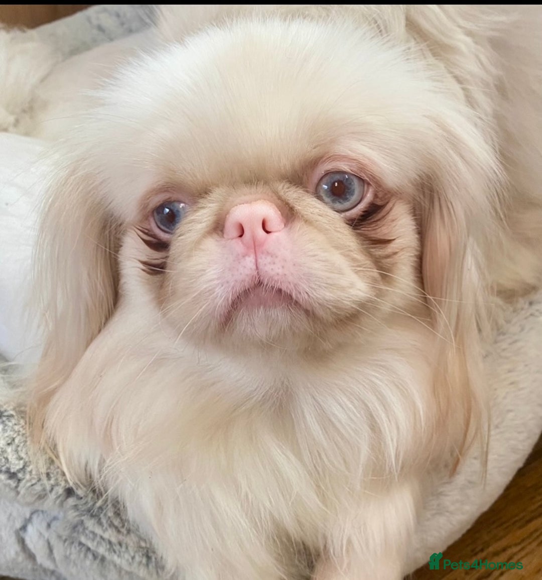 Pekingese dogs for sale: Pink Pekingese puppies  - Advert 17