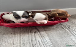 Jack Russell dogs for sale: Miniature Jack Russell’s   - Image 1