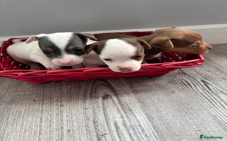 Jack Russell dogs - Advert 1