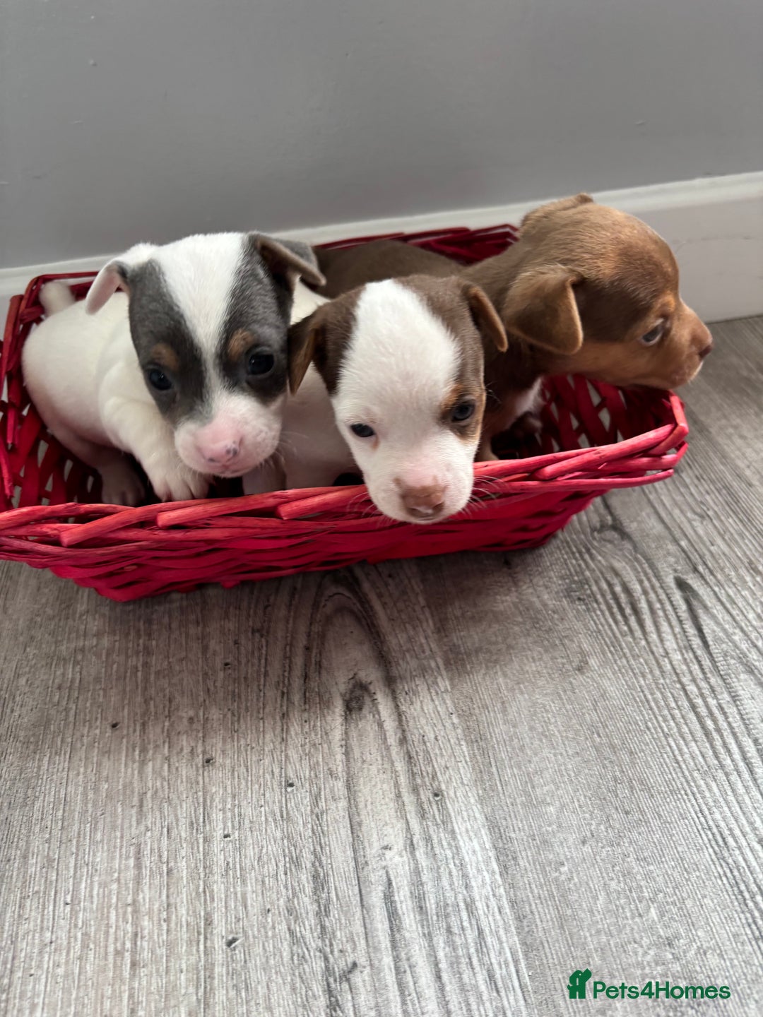 Jack Russell dogs for sale: Miniature Jack Russell’s   - Image 1