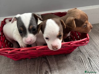 Jack Russell dogs for sale - Advert 1