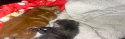 Mixed Breed cats for sale: 4 half Maine Coon kittens  - Advert 21