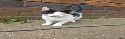Mixed Breed cats for sale: Female kitten for sale - Advert 1