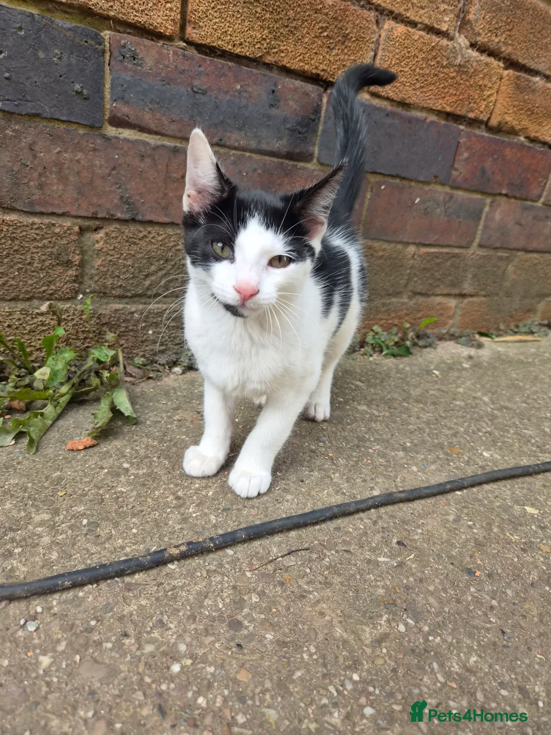 Mixed Breed cats for sale: Female kitten for sale - Advert 1