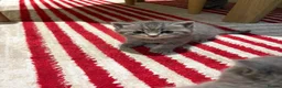British Shorthair cats for sale: Beautiful British shorthair kittens - Advert 2