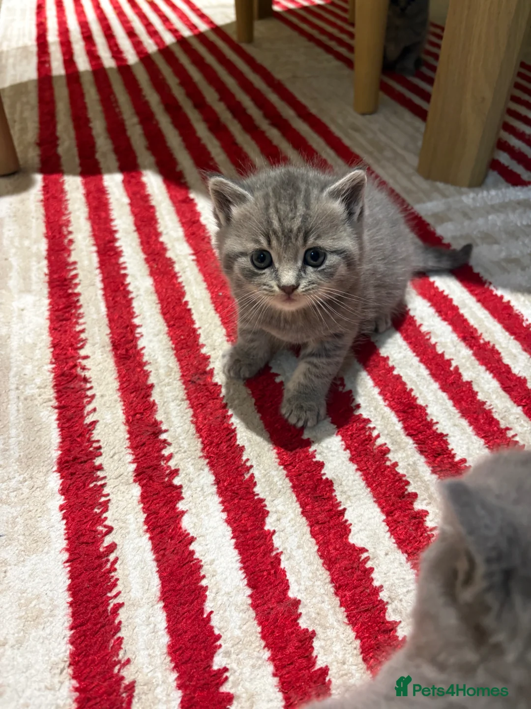 British Shorthair cats for sale: Beautiful British shorthair kittens - Advert 2
