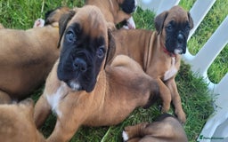 Boxer dogs for sale:   🐾 Champion Bloodline Boxer Puppies🐾 - Image 21