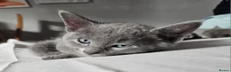 Russian Blue cats for sale: Russian Blue kittens 😸  - Advert 5