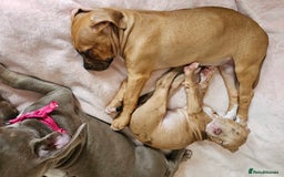 Bullmastiff dogs for sale: Female bullmastiff puppy  - Image 7