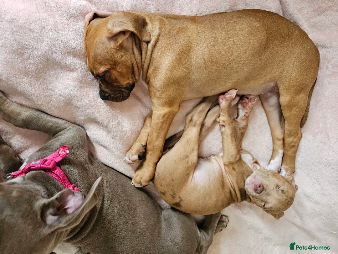 Bullmastiff dogs for sale: Female bullmastiff puppy  - Image 7