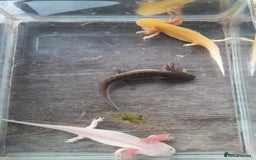 Axolotl reptiles for sale: Axolotls for sale- Pink, Wild and Golden varieties - Image 4