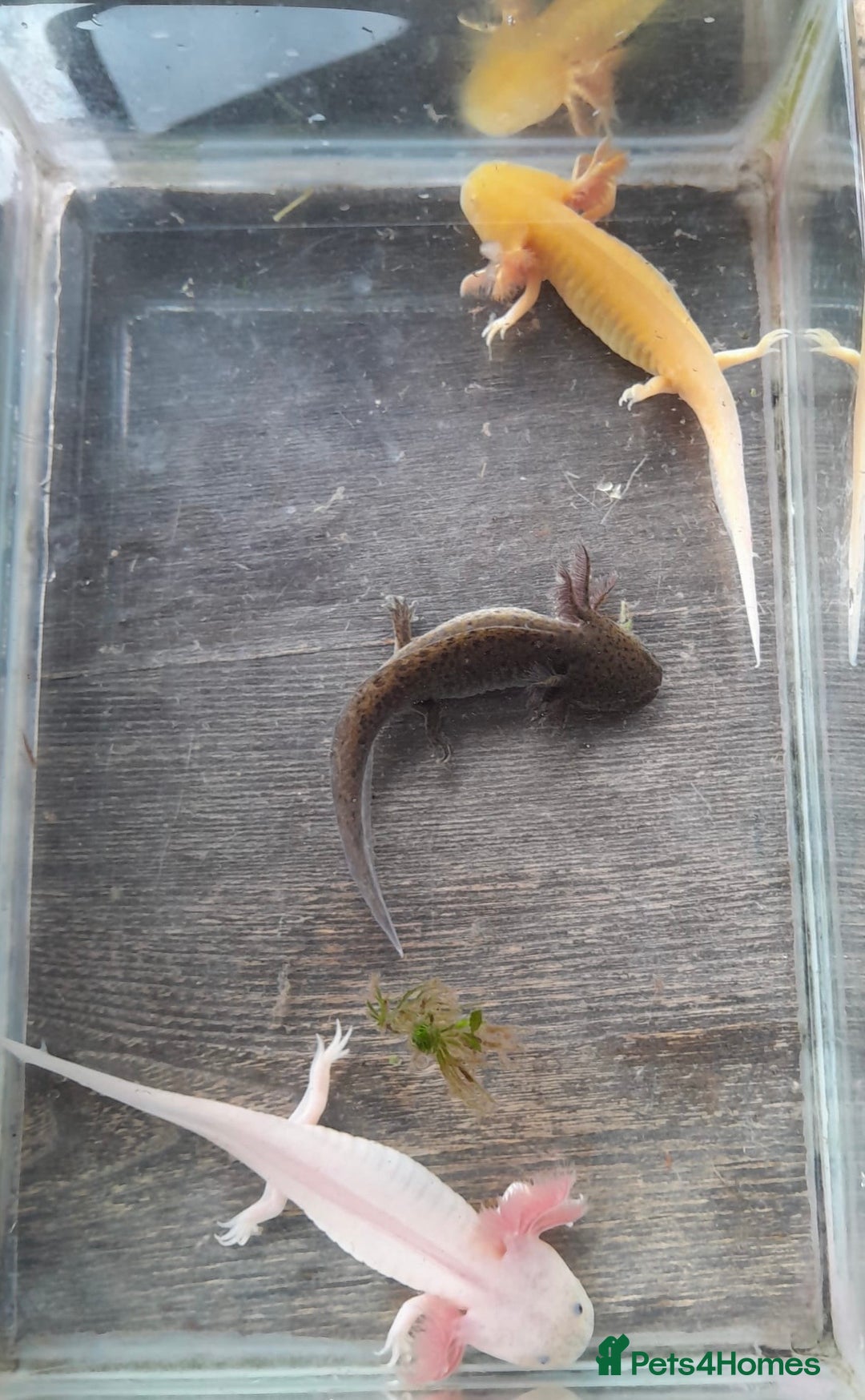 Axolotl reptiles for sale: Axolotls for sale- Pink, Wild and Golden varieties - Image 4