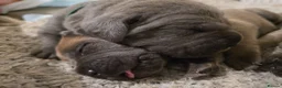 Cane Corso dogs for sale: Cane Corso Puppies - Advert 9