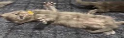 Maine Coon cats for sale: Stunning TICA GCCF Russian Blue Maine Coons - Advert 27