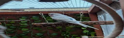Budgerigars birds for sale: 2 budgies for sale - Advert 3