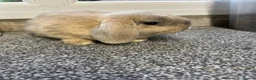 Mini Lop rabbits for sale: Mini Lop pure bred babies for sale  - Advert 5