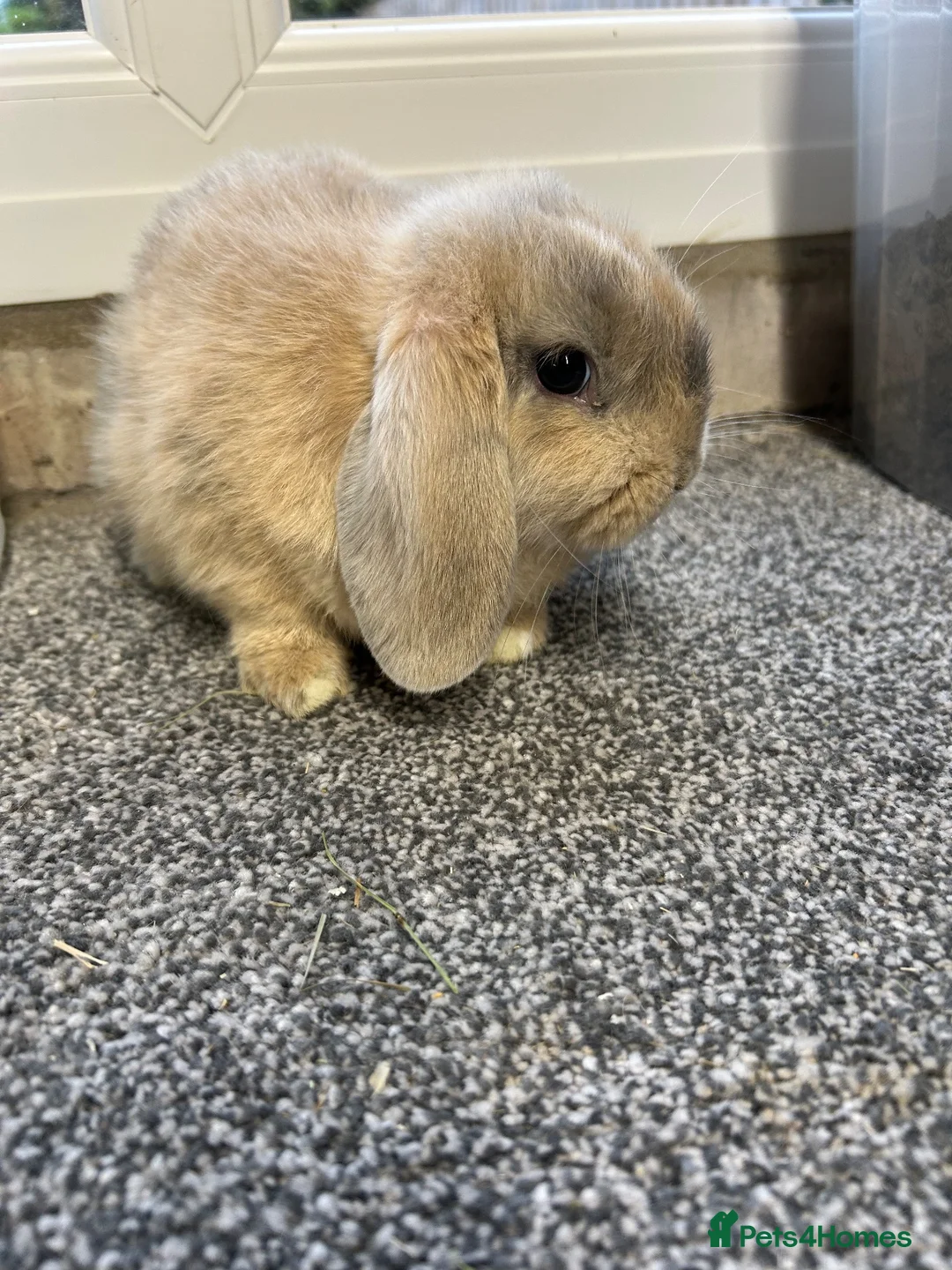 Mini Lop rabbits for sale: Mini Lop pure bred babies for sale  - Advert 5