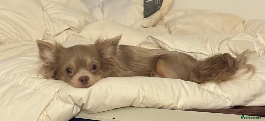 Chihuahua dogs for sale: 7 Amazing Beautiful Chihuahua’s  - Advert 6