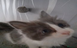 Ragcoon cats for sale: Stunning, and chunky ragcoons  - Image 2