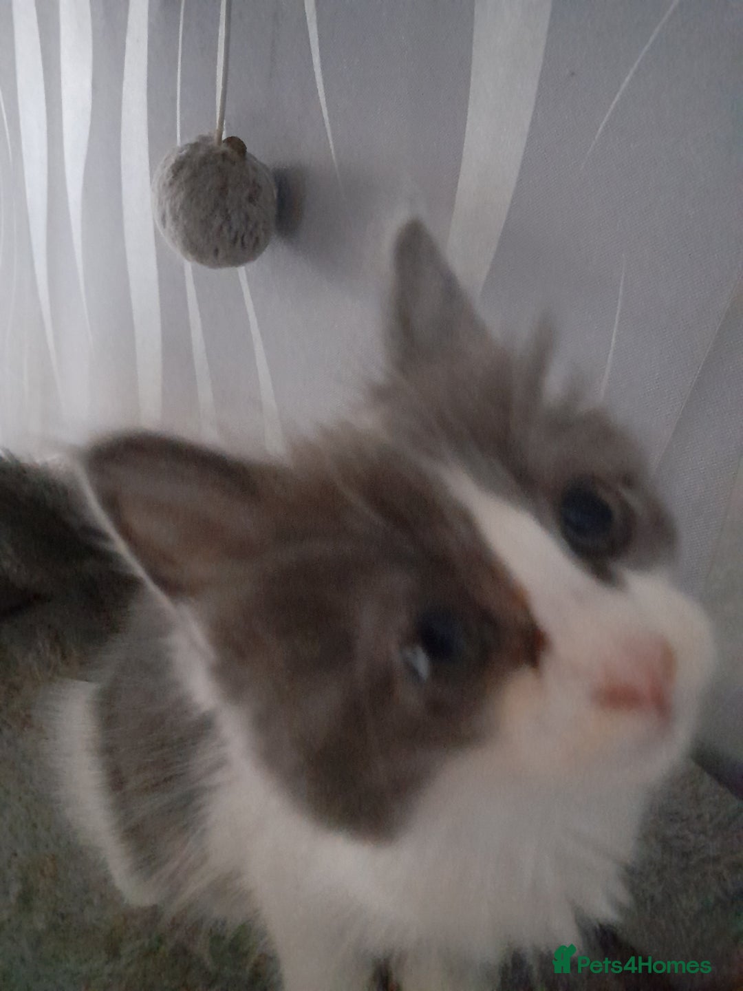 Ragcoon cats for sale: Stunning, and chunky ragcoons  - Image 2