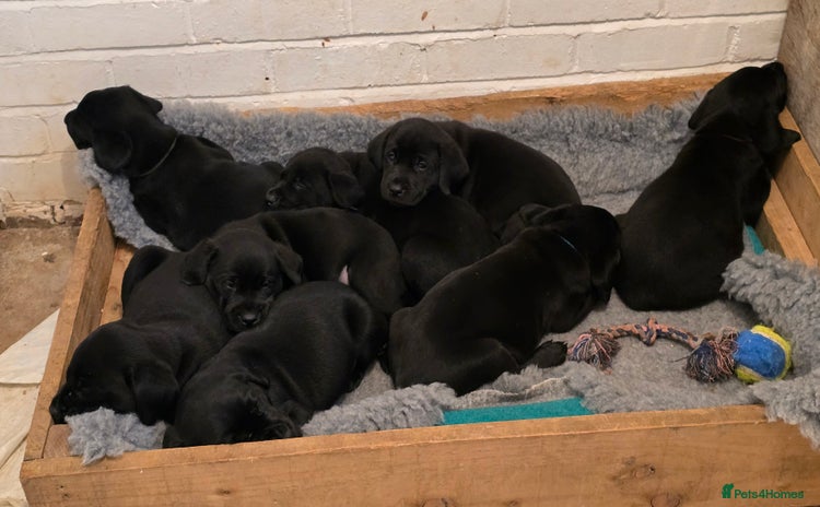 Labrador Retriever dogs - Advert 15