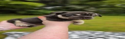 French Bulldog dogs for sale: Beautiful French Bulldog Puppies - Advert 4