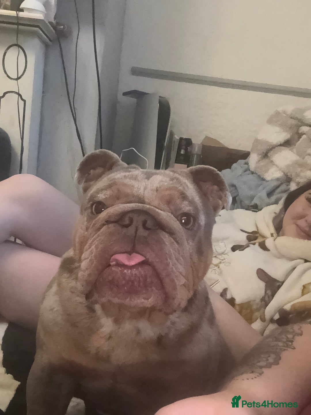 English Bulldog dogs for sale: Beautiful female English bulldog  - Advert 7