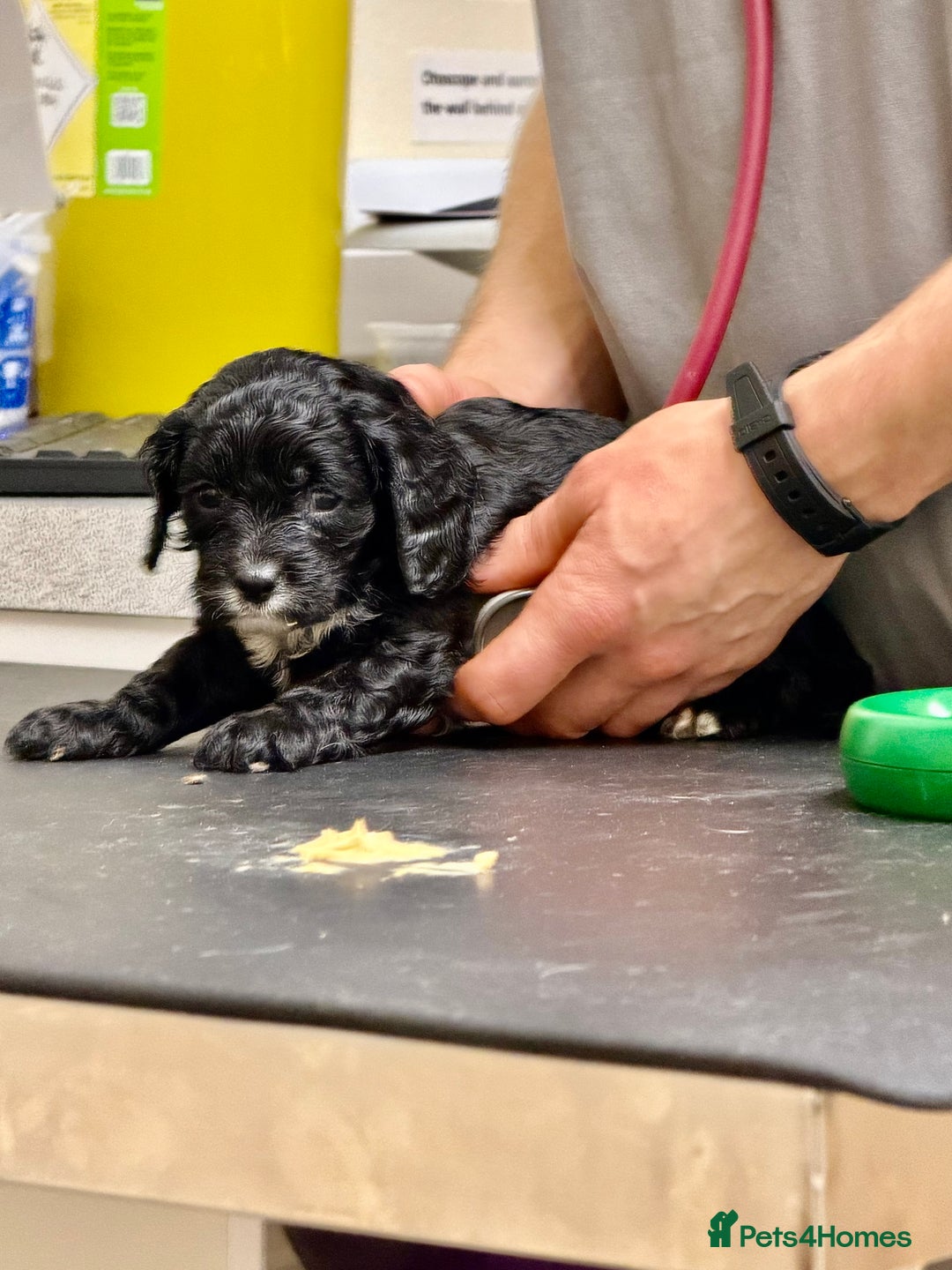 Cavapoo dogs for sale: Ready to leave! Top Class Cavapoo puppies.  - Advert 15