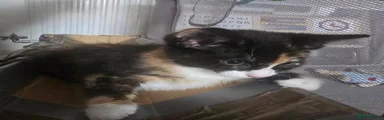 Magenta ( Calico)