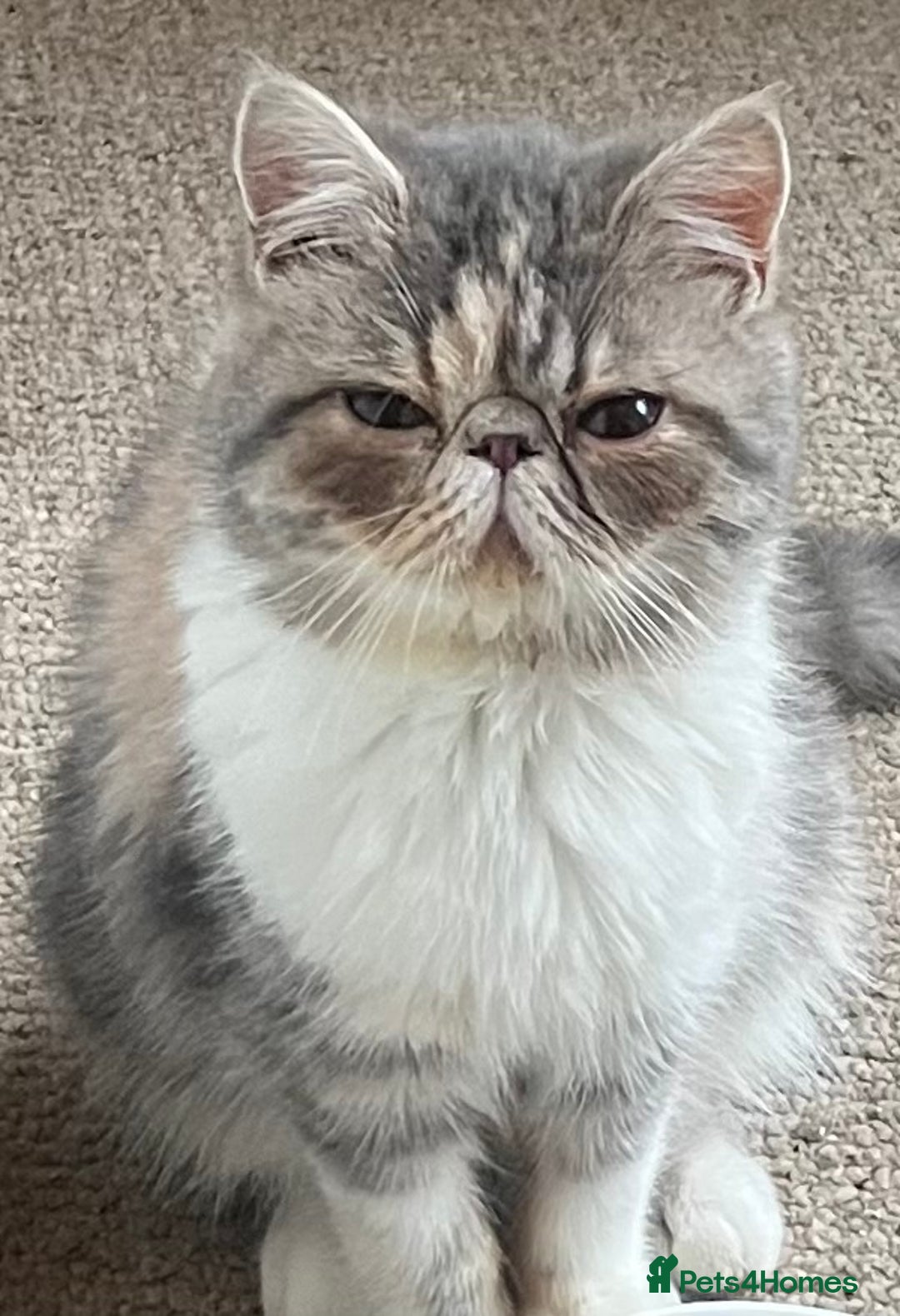 Exotic cats for sale: SHOW QUALITY EXOTIC KITTENS  - Advert 2